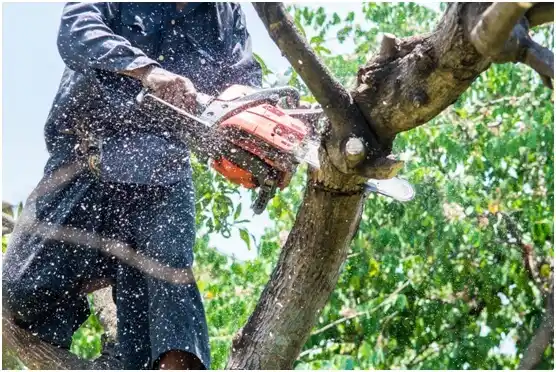 tree services Agua Dulce